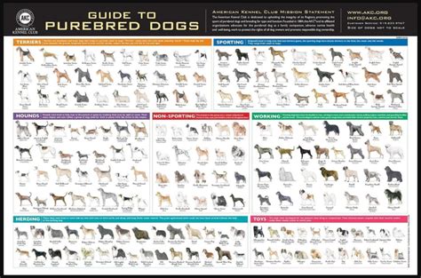 akc book of dog breeds